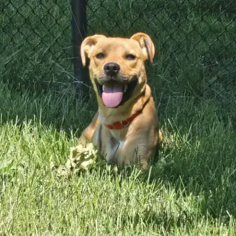 Roscoe