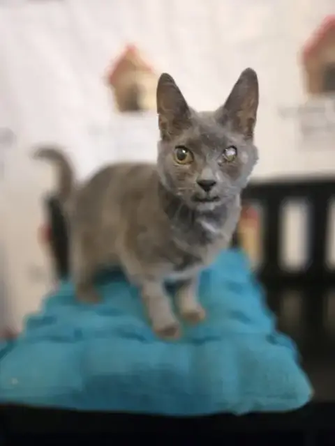Graycie photo 3