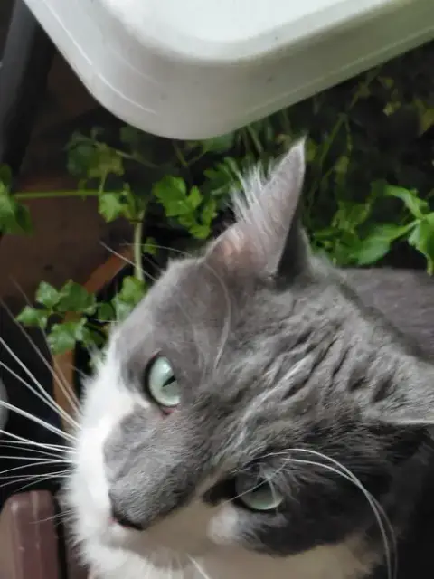 Oliver photo 4
