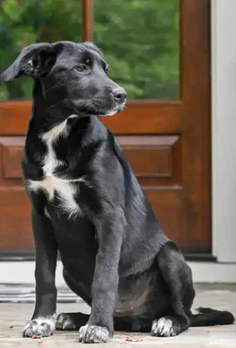 Puppy Misty