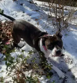 Coco photo 4