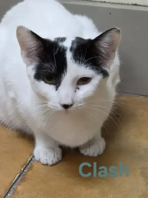Clash photo 4