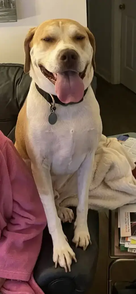 Milo photo 2