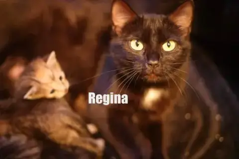 Mama Regina photo 3