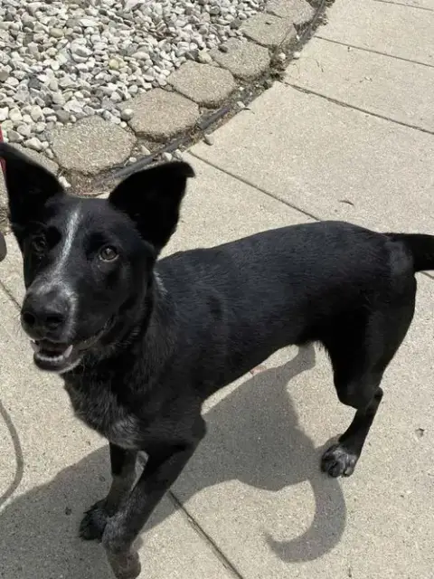 Louie photo 3