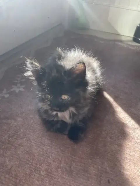 Daisy Kitten
