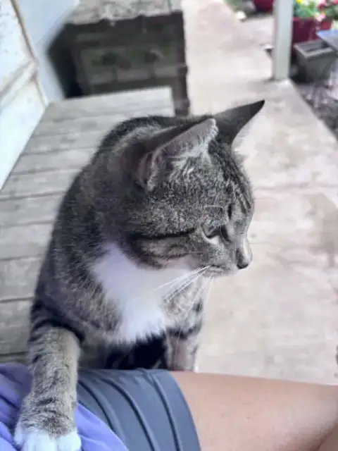 Puss In Boots photo 3