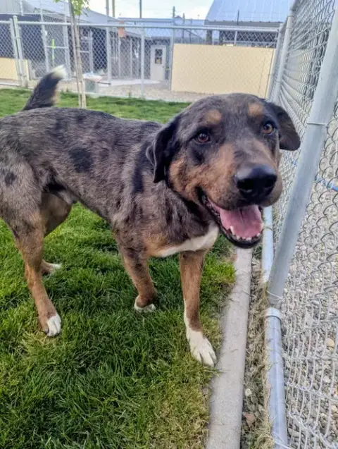 Adoption Pending