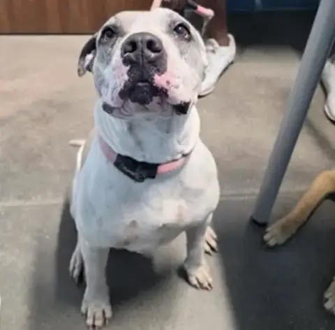 Bella
