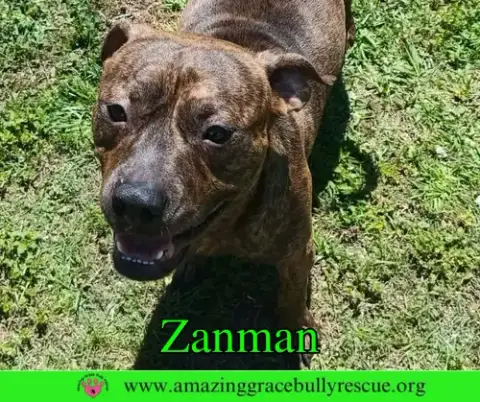 Zanman photo 2