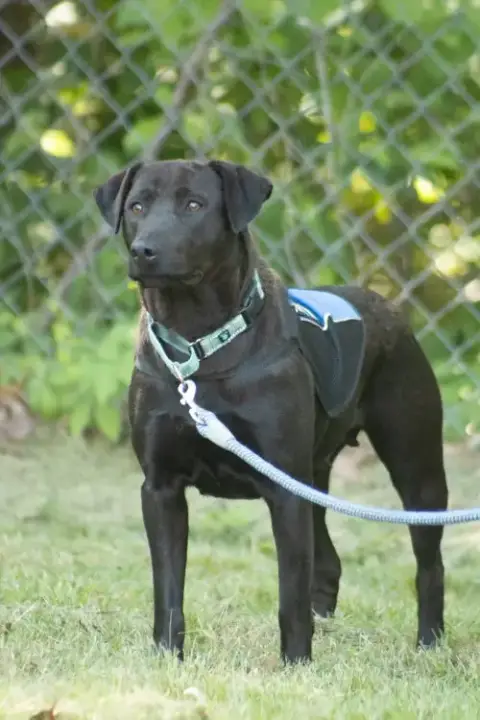 Pepper: Not At Shelter photo 2