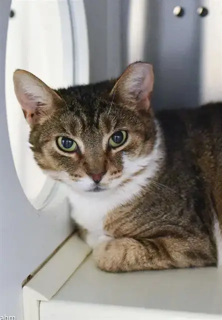 Kitkat