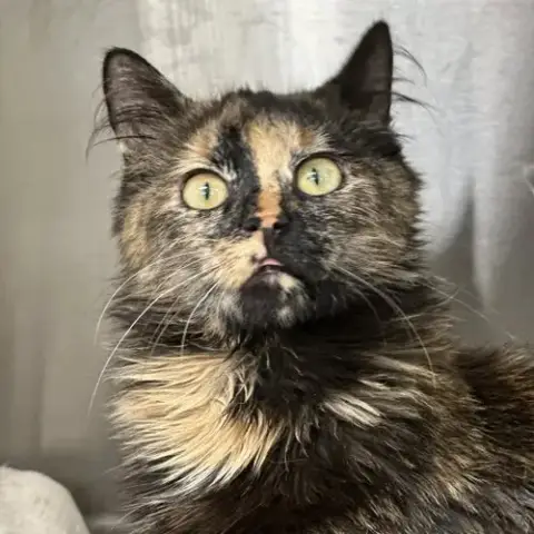Peanut Butter