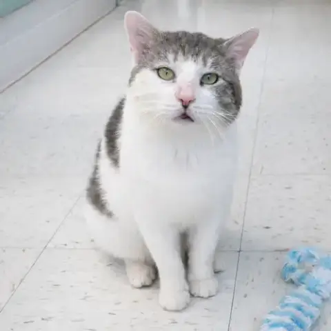 Atlas