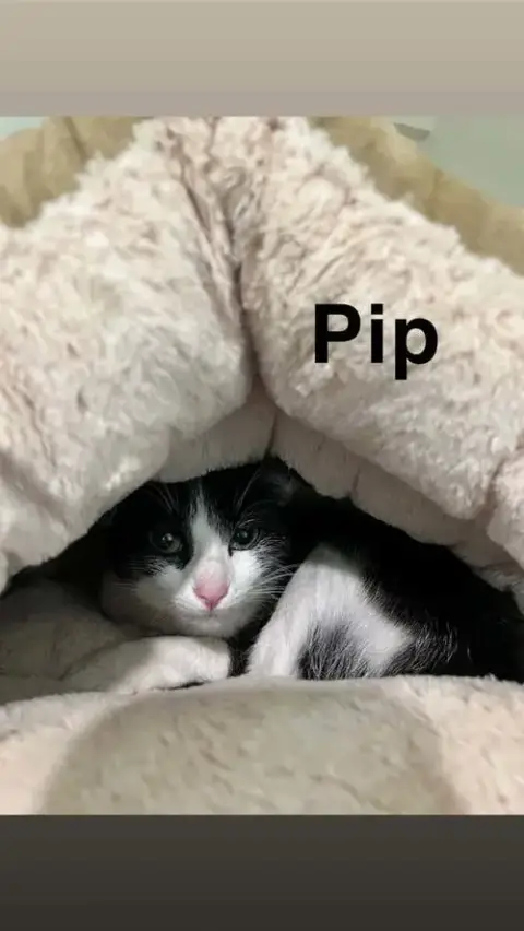 Pippa photo 3
