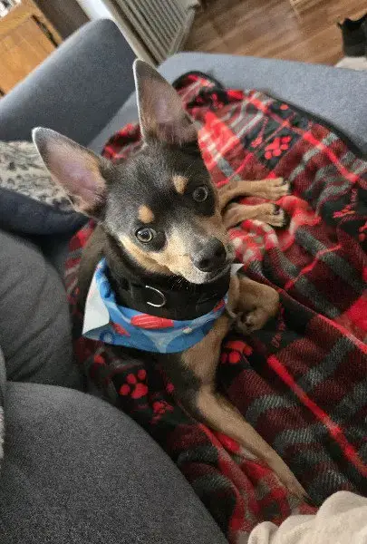 Gummy Bear photo 2
