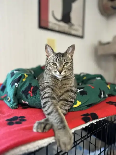 Jazz