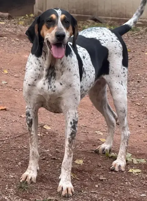 Halle Hound photo 2