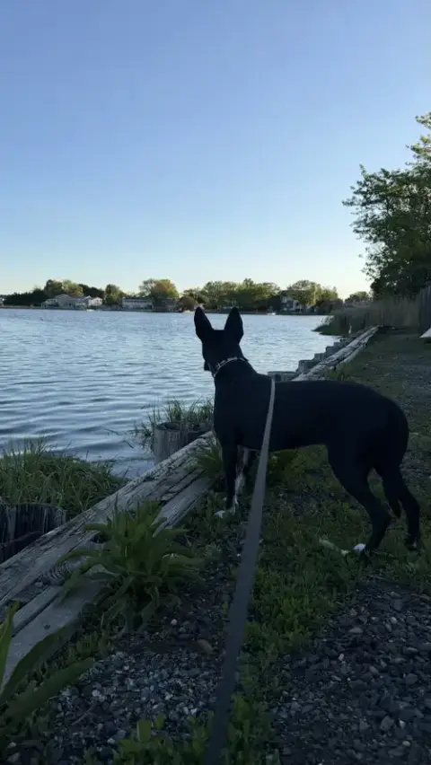 Spooky- Big Ear Energy photo 5