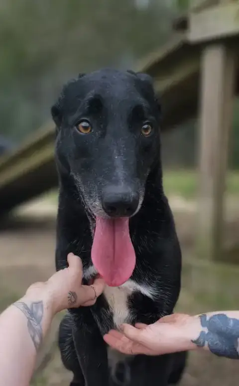 Ace