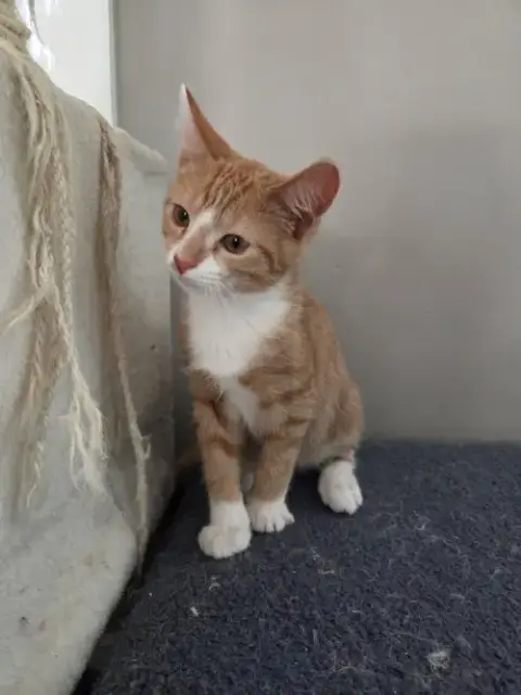 Peanut =^.^= photo 2