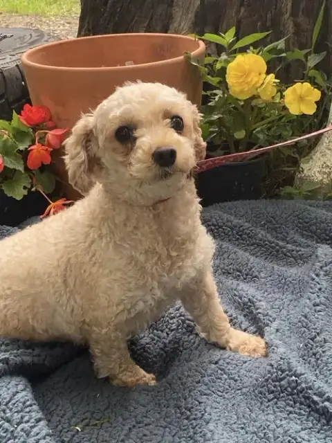 Kendra- Permanent Resident