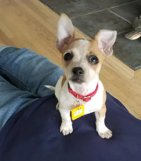 Biscuit * photo 4