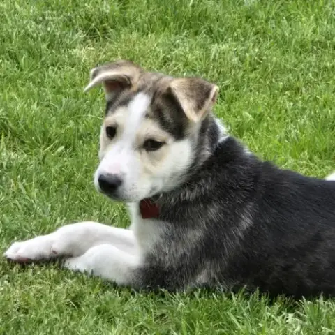 Kojak photo 2