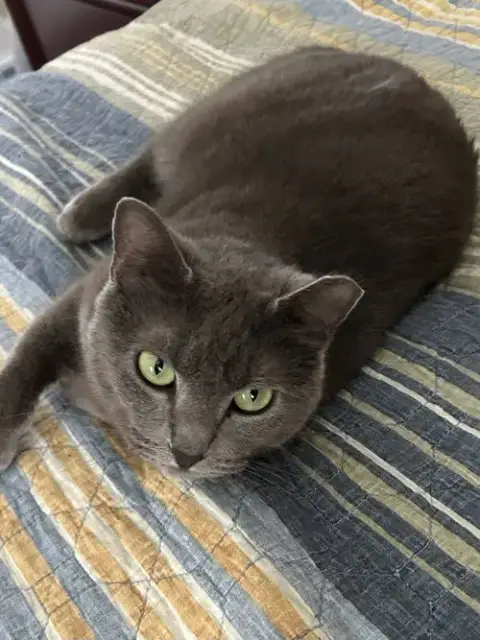 Smokey