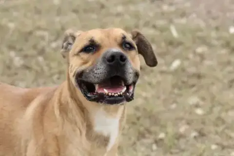 Scooby