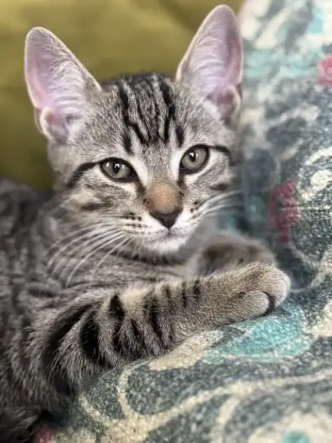 Kitten Sweet Syd photo 4