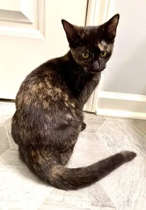 Kitten Bff Glamorous Galaxy