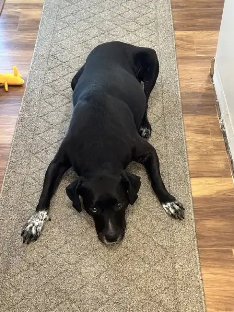 Wren *Foster Home Needed!* photo 4