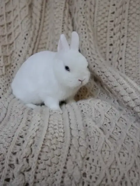 Piglet