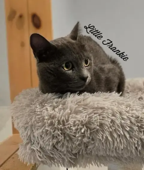 Little Frankie