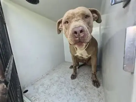 Gina