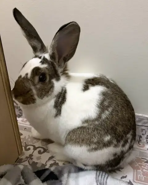 Walnut photo 3