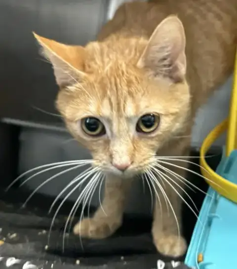 Sissy: Not At Shelter photo 3