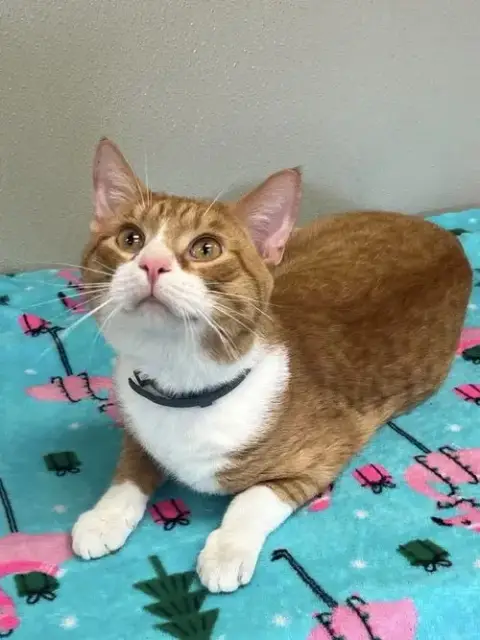 Cheeto photo 2