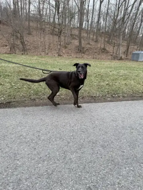 Lulu photo 4