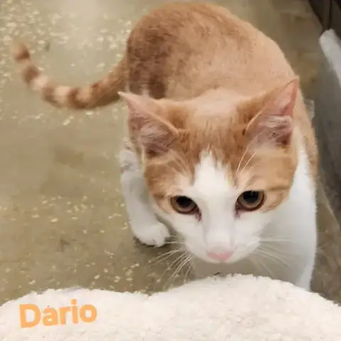 Dario photo 2