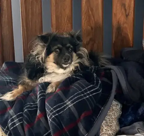 Benji *Fta*