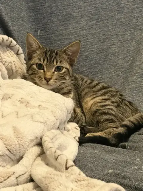 Tiny Tina