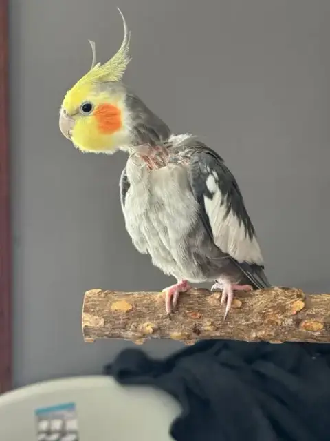 Peeko photo 3