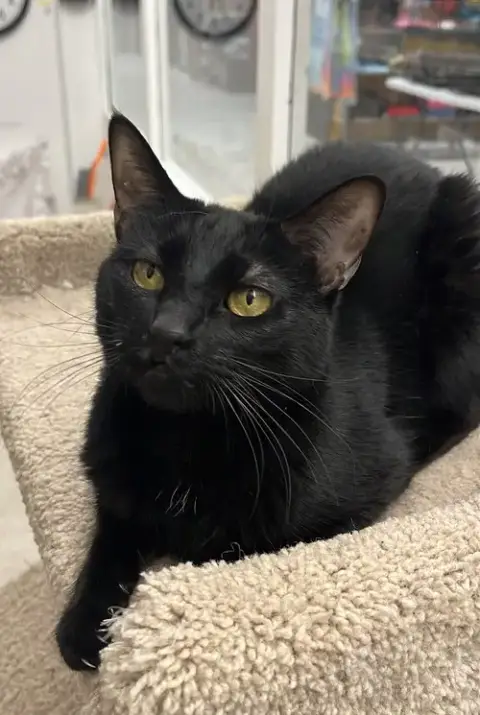 Nala Rm