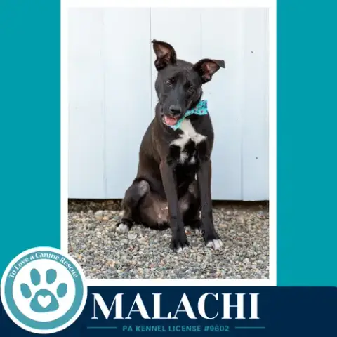Malachi photo 2