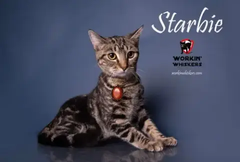Starbie photo 2