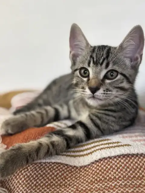 Kitten Sweet Syd photo 3