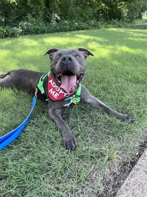 Laila
