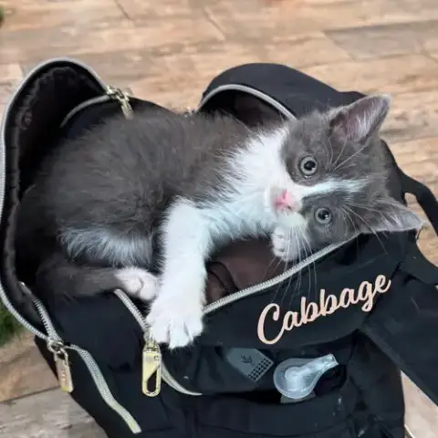 Cabbage #Brother-Of-Lettuce